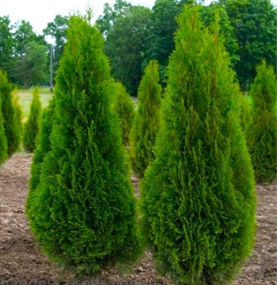 Thuja occidentalis smaragd