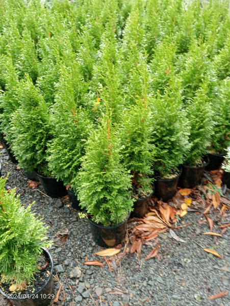 Thuja occidentalis smaragd