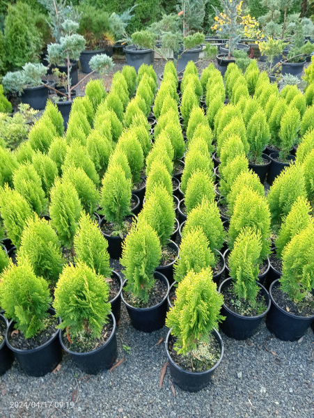 Thuja orientalis Aurea Nana