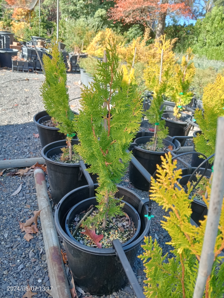 Thuja orientalis Beverleyensis