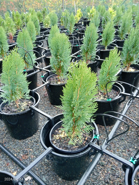 Thuja orientalis Blue Cone