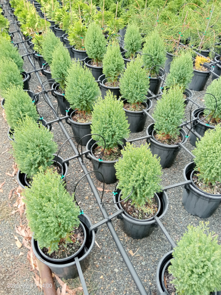 Thuja orientalis Meldensis