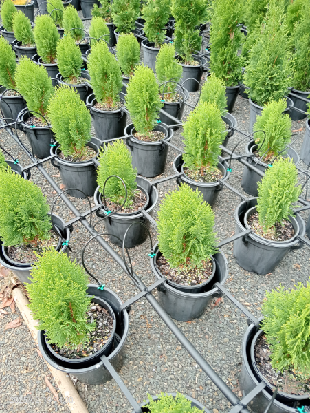 Thuja orientalis Minima Glauca