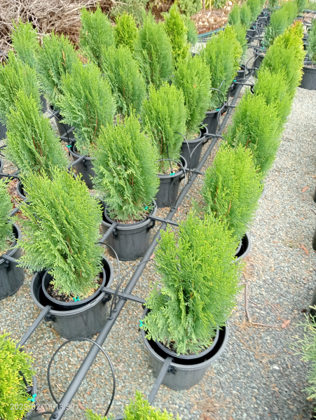 Thuja orientalis Nana