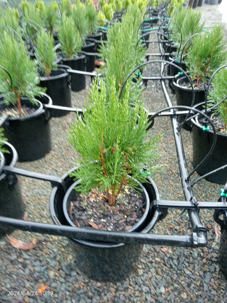 Thuja orientalis Wangs Green