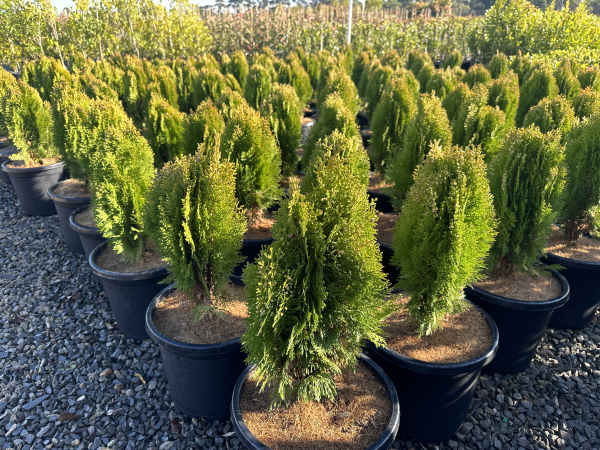 Thuja orientalis Aurea Nana