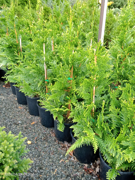 Thuja plicata Can Can