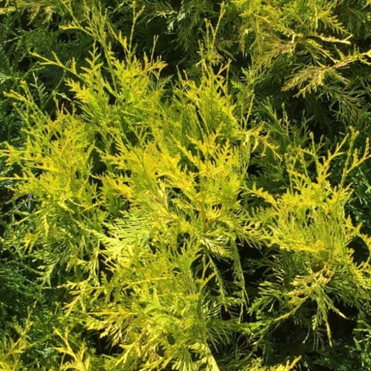 Thuja plicata Canadian Gold