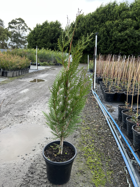 Thuja plicata Fastigiata