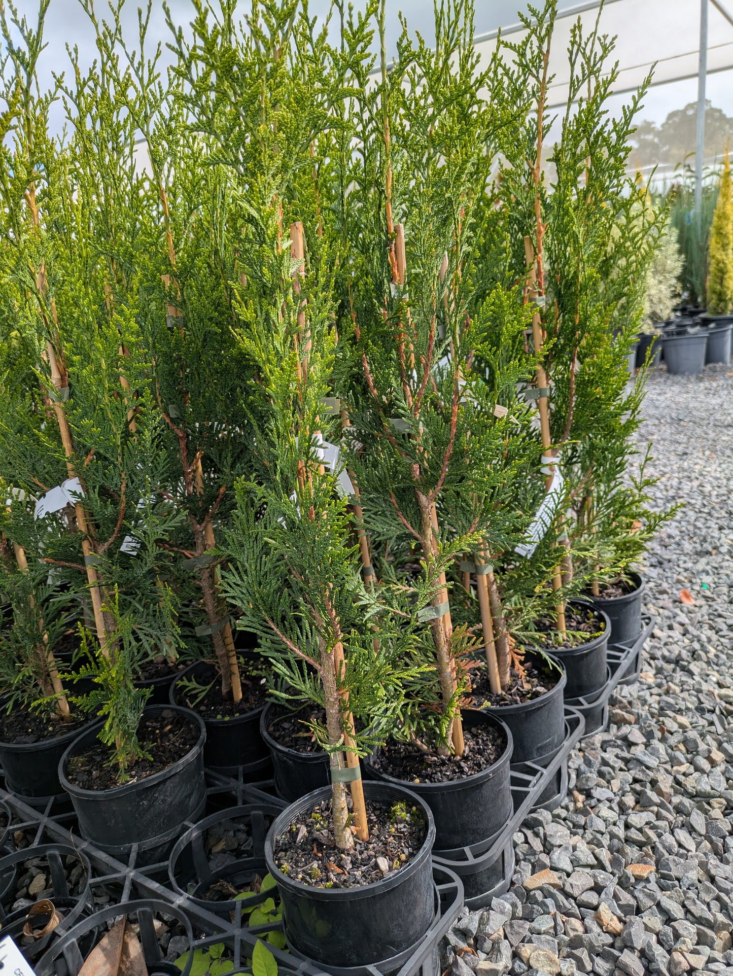 Thuja plicata Fastigiata