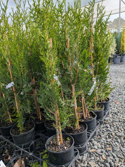 Thuja plicata Fastigiata