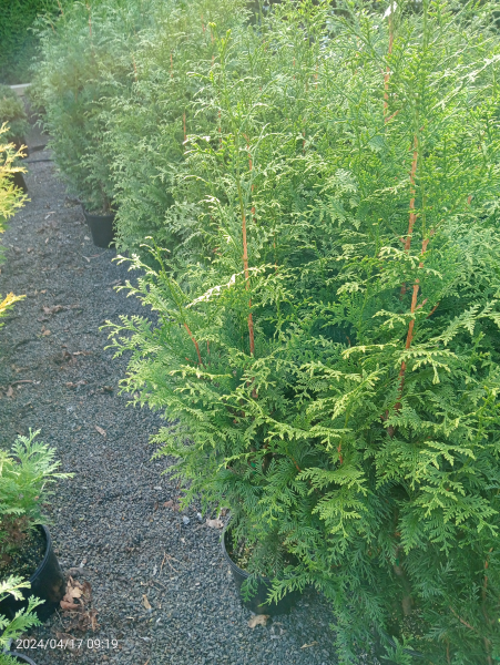 Thuja plicata Gelderland