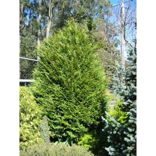 Thuja plicata Green Patch