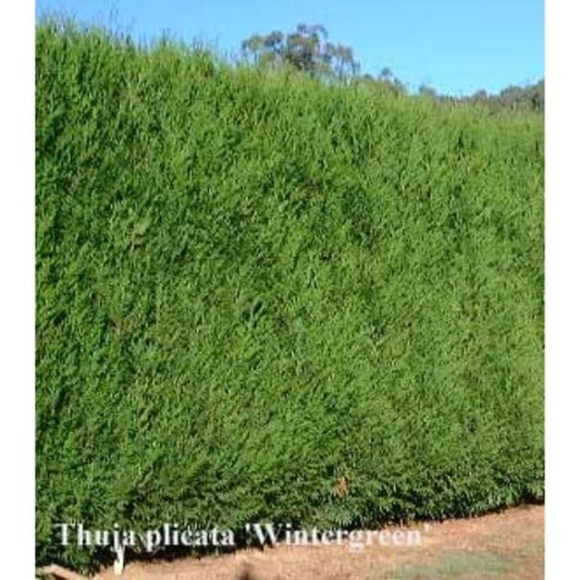 Thuja plicata Winter Green