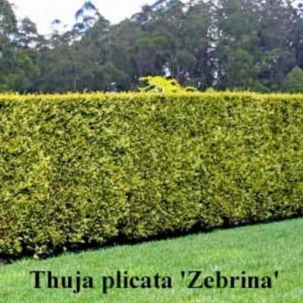 Thuja plicata Zebrina