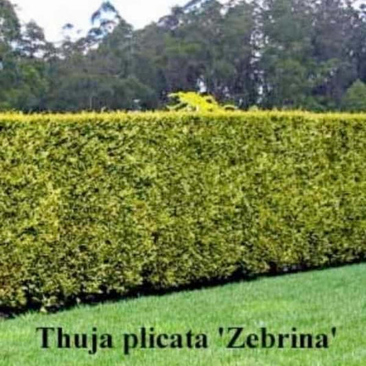 Thuja plicata Zebrina