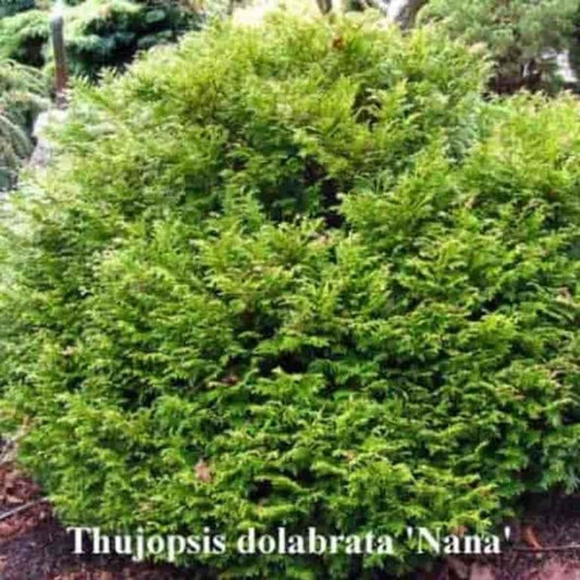 Thujopsis dolabrata Nana