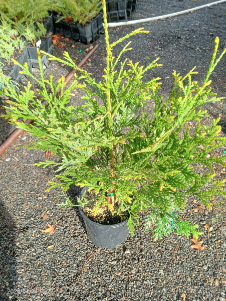 Thujopsis dolabrata variegata