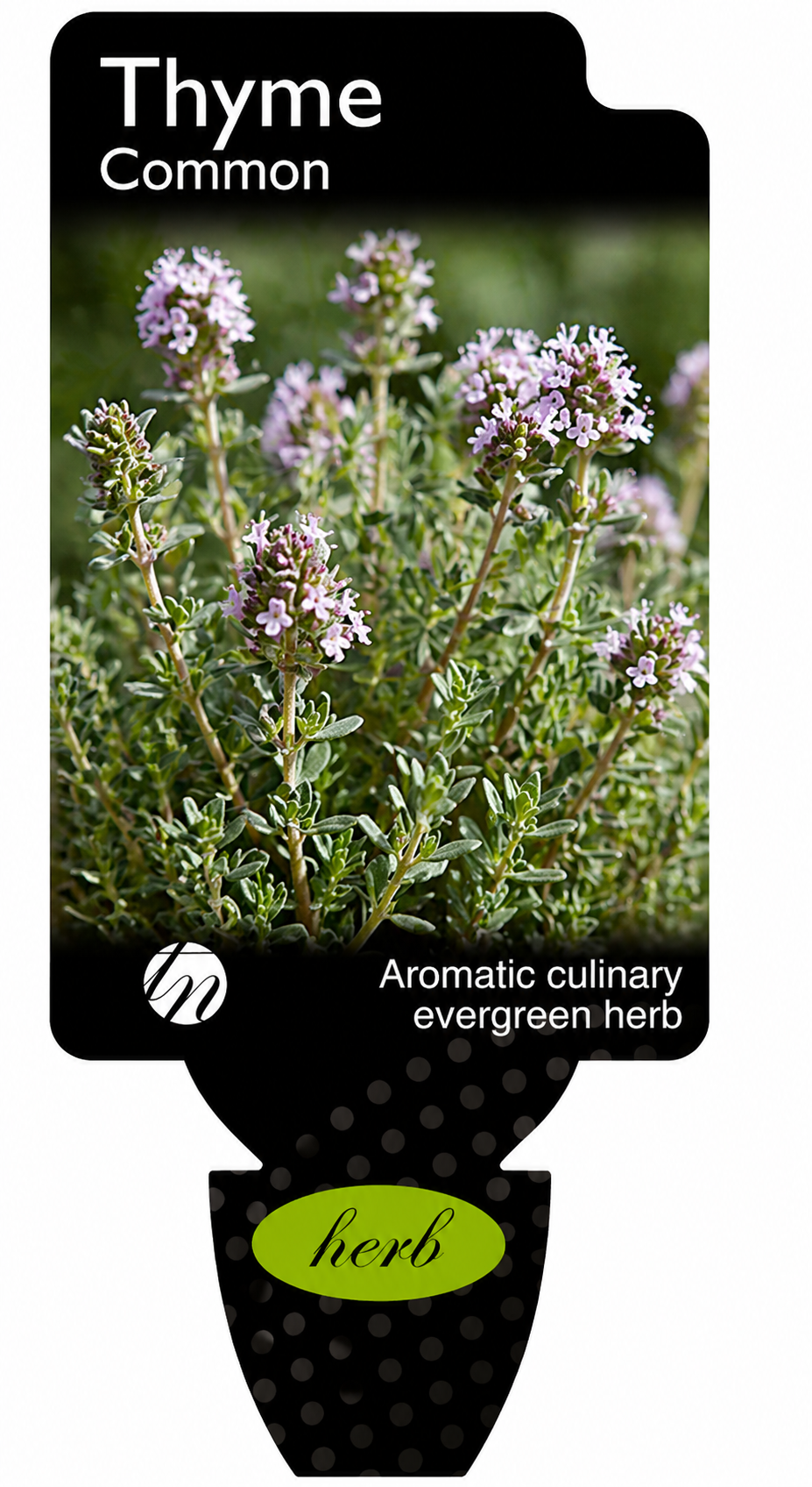 Thyme - Common