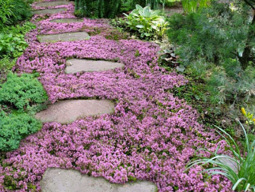 Thyme - Creeping Pink