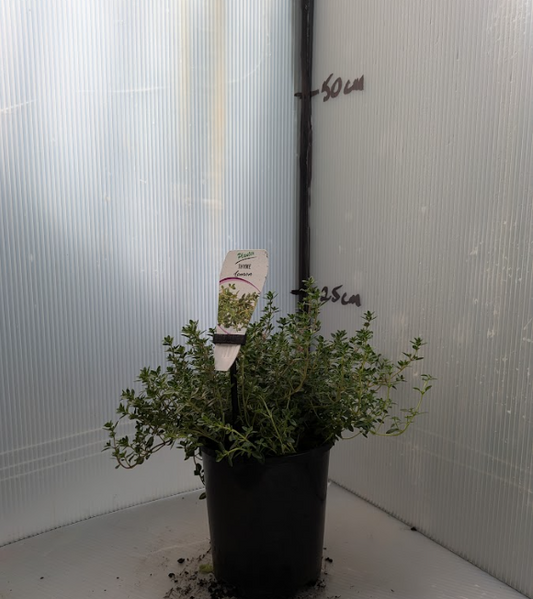 Thyme - Lemon