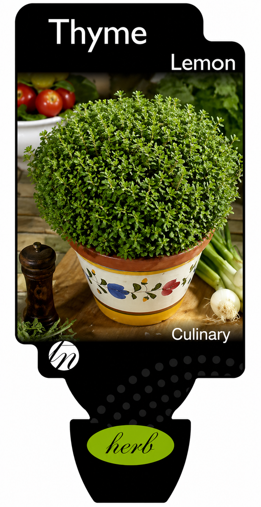 Thyme - Lemon