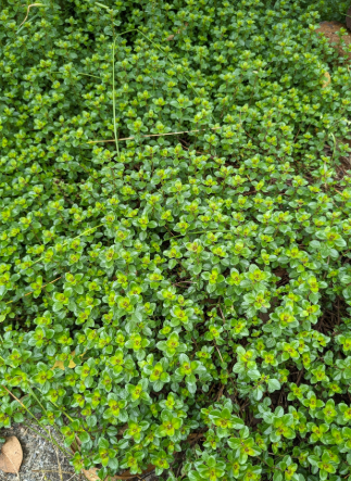 Thyme - Pizza / Italian