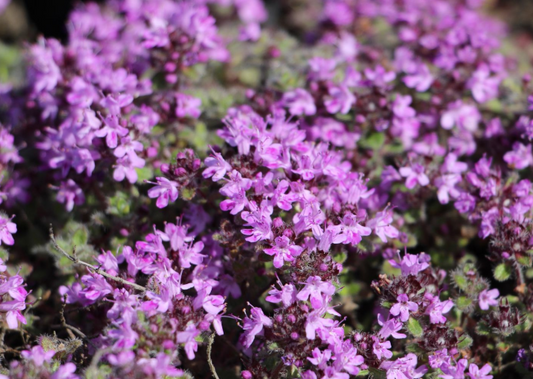 Thyme - Wooly