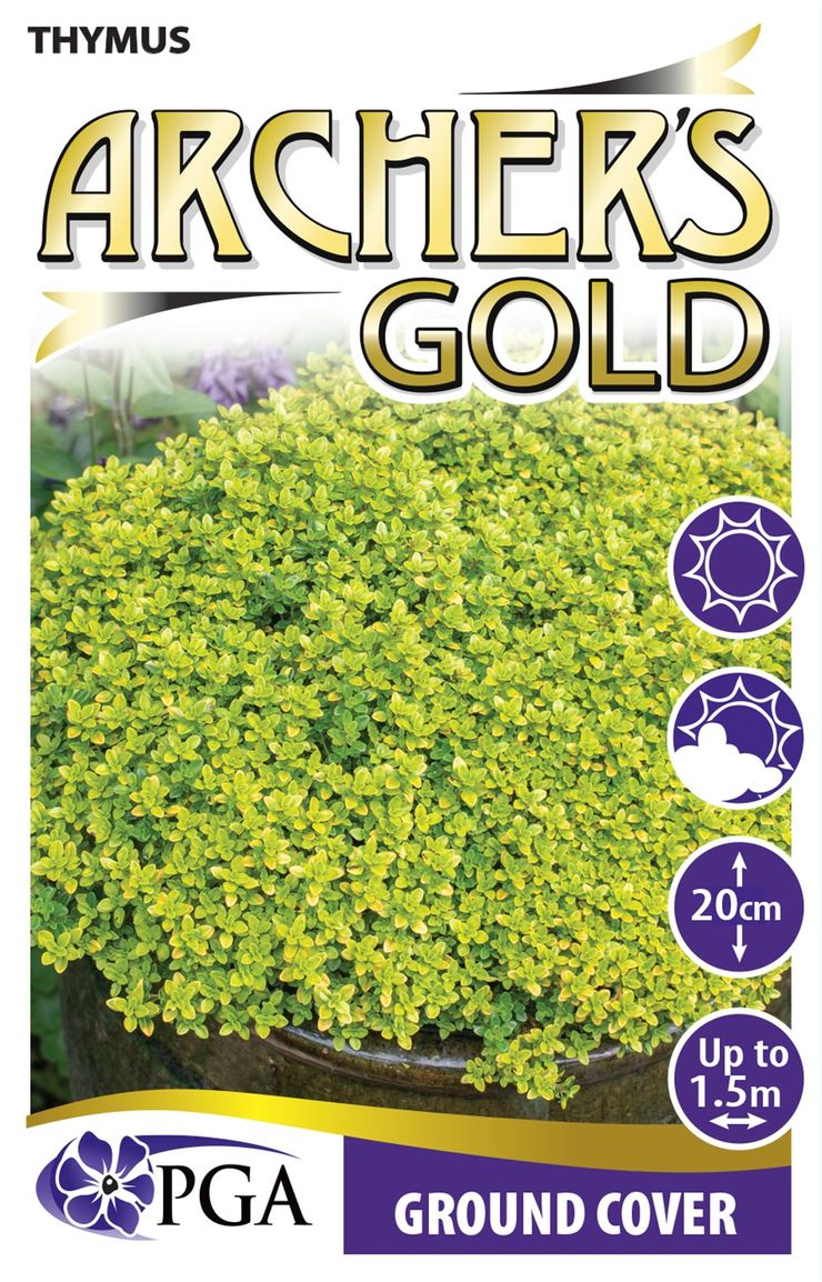 Thymus ‘Archer's Gold’