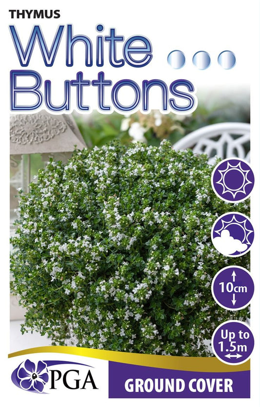 Thymus ‘White Buttons’