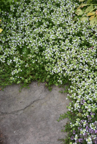 Thymus serpyllum Albus