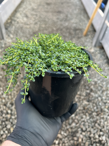 Thymus serpyllum Albus