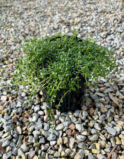 Thymus serpyllum Albus