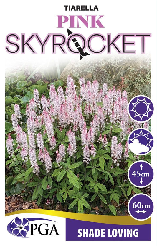 Tiarella ‘Pink Skyrocket’