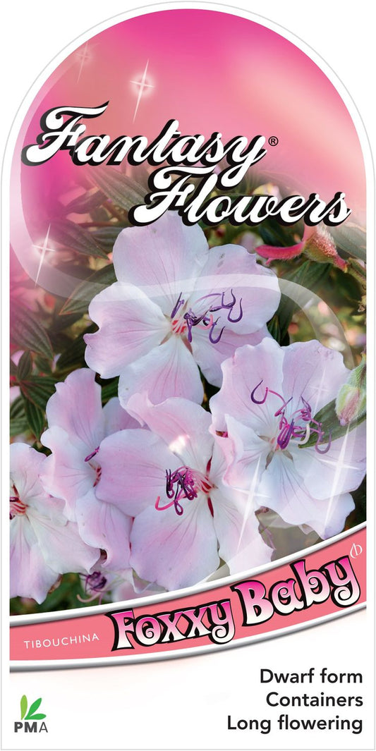 Tibouchina ‘Foxxy Baby’