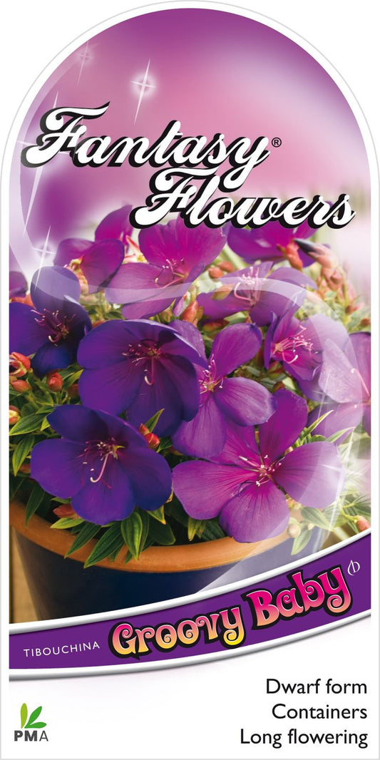 Tibouchina ‘Groovy Baby’