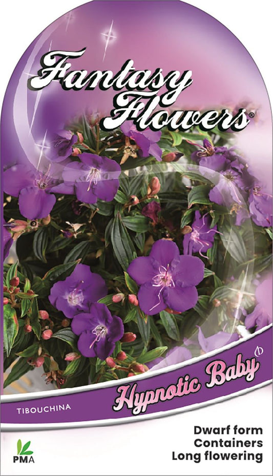 Tibouchina ‘Hypnotic Baby’