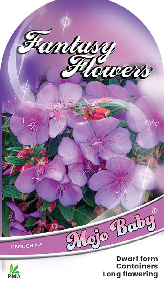 Tibouchina ‘Mojo Baby’