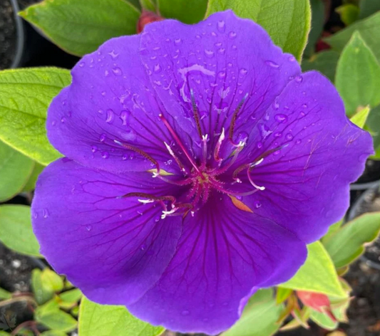 Tibouchina grandiflora