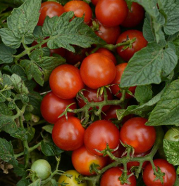 Tomato - Little Bing