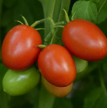 Tomato - Little Napoli