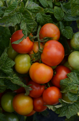 Tomato - Little Sicily