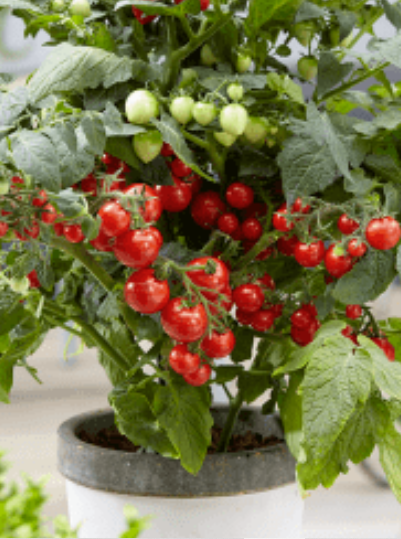 Tomato - Sturdy Jo