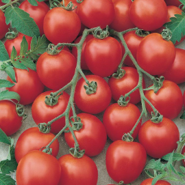 Tomato - Sweet Bite