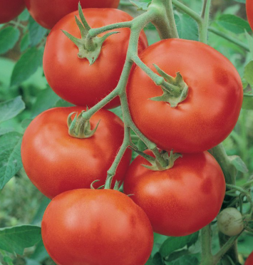 Tomato - Truss