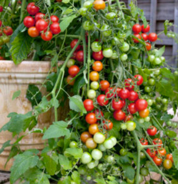 Tomato - Tumbler