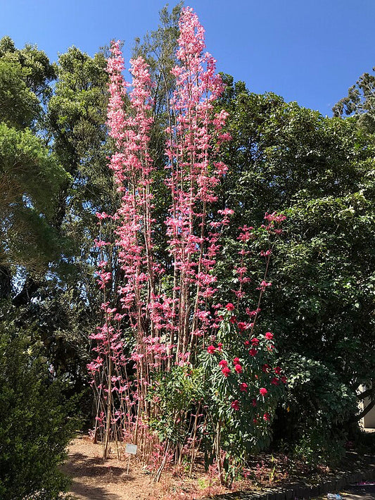 Toona sinensis Flamingo