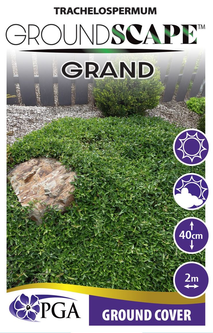 Trachelospermum GROUNDSCAPE™ ‘Grand’