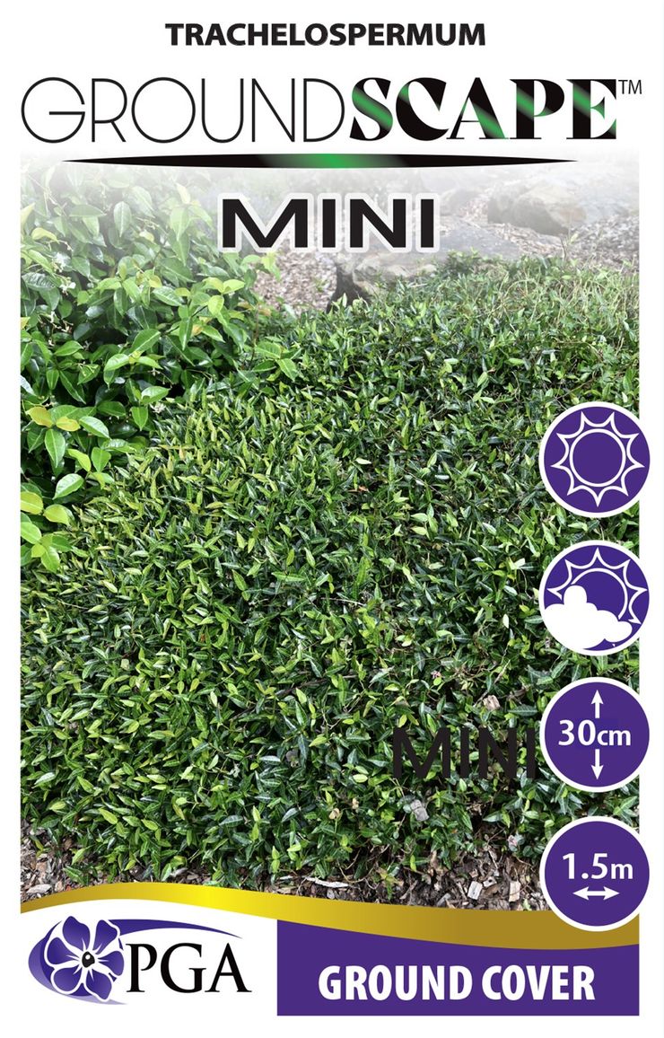 Trachelospermum GROUNDSCAPE™ ‘Mini’
