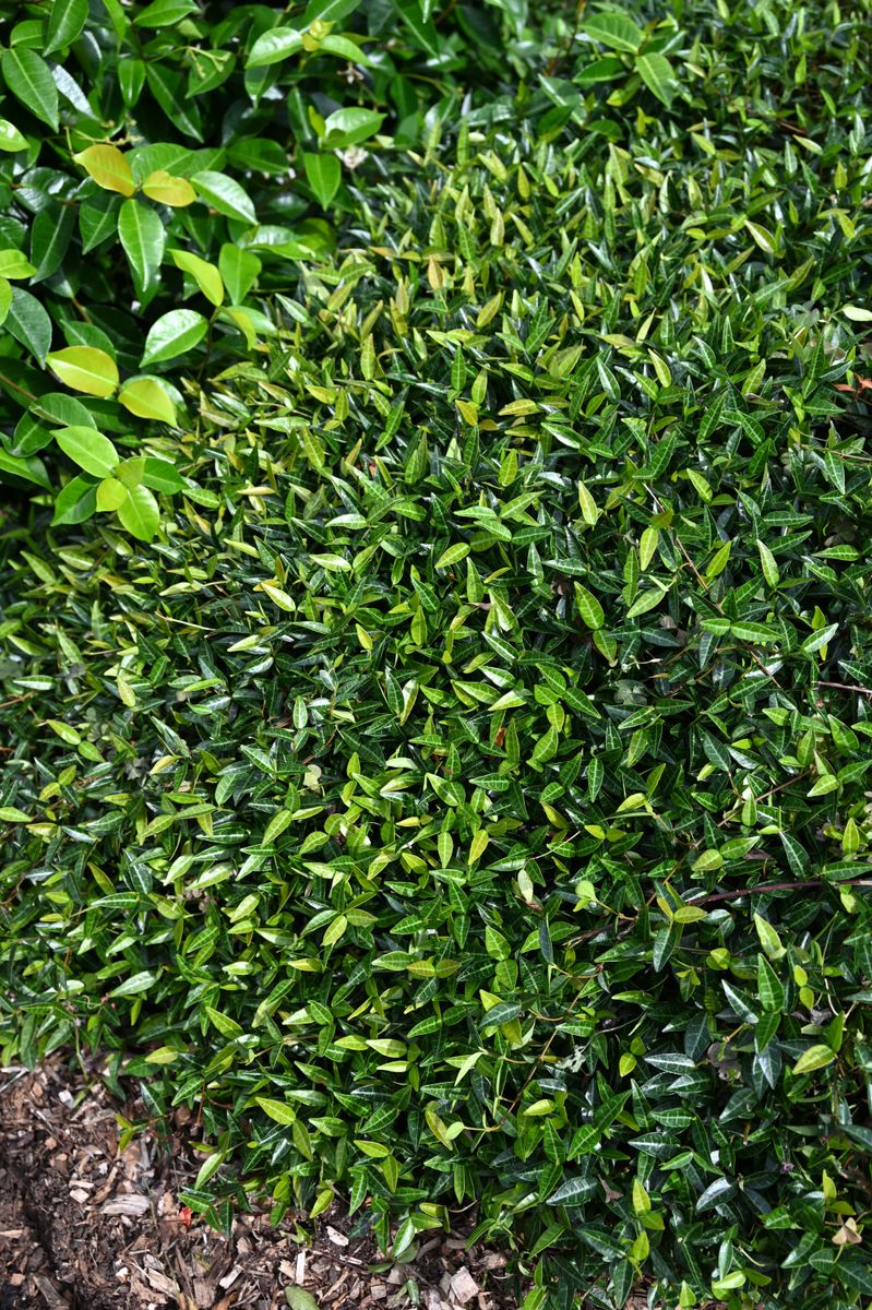 Trachelospermum GROUNDSCAPE™ ‘Mini’